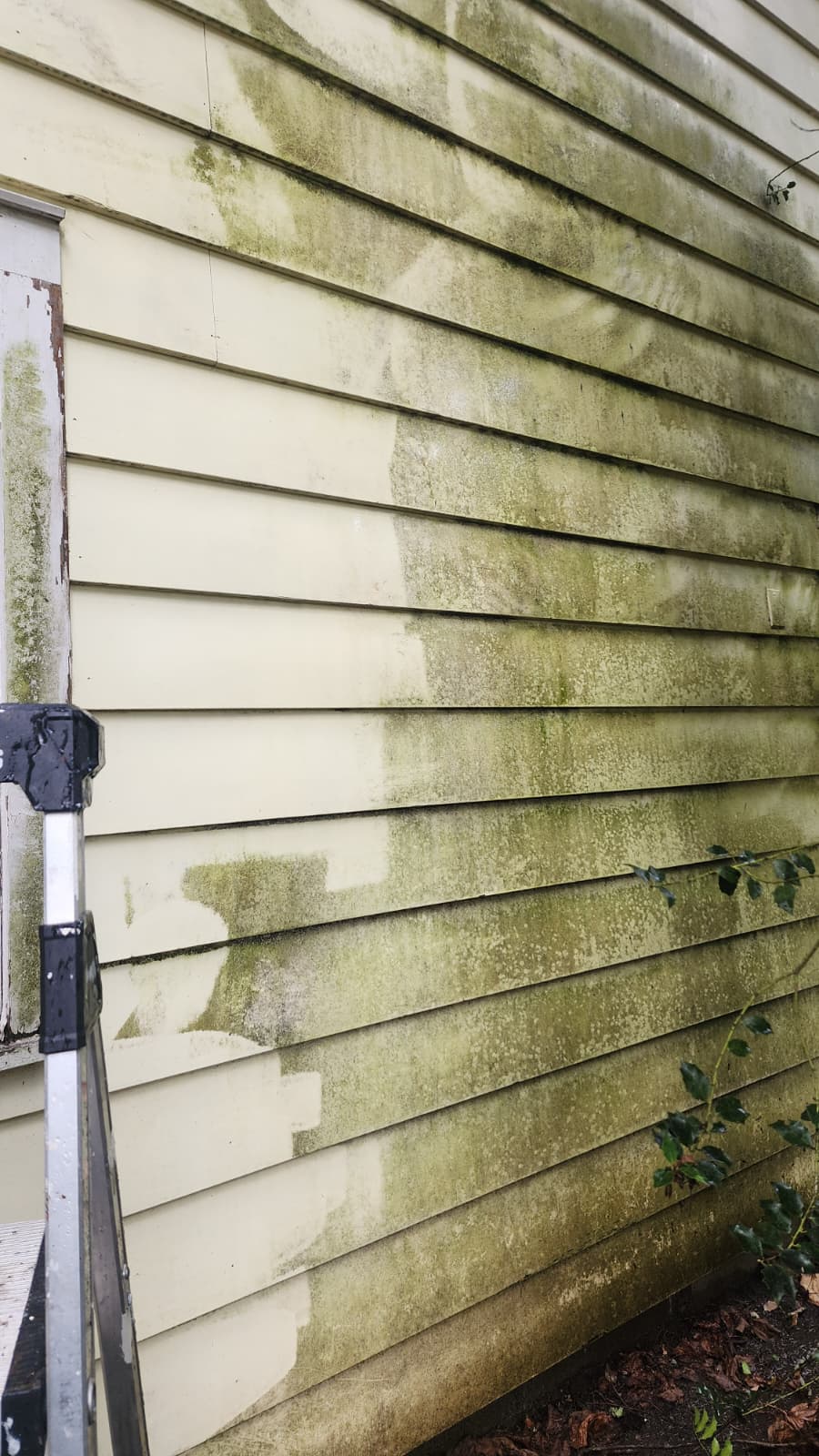 Siding with mildew buildup
